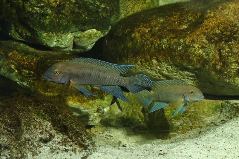 Chalinochromis cyanophleps 'Kipili'